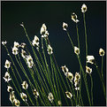 Picture Title - Light silhouettes towards dark bakground