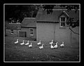 Picture Title - Geese Houses