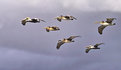 Picture Title - Pelicans in Flight