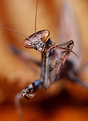 Picture Title - Praying Mantis - Up Close And Personal