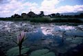 Picture Title - Water Lily