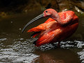 Picture Title - Scarlet Ibis