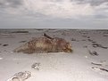 Picture Title - Victim of Red Tide