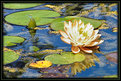 Picture Title - Another Water Lilly