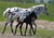 Leopard Mare & Colt