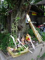 Picture Title - At the Bodhi Tree