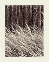 Picture Title - forest