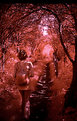 Picture Title - Forest IR