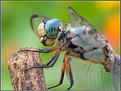 Picture Title - Great Blue Skimmer