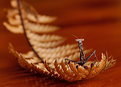Picture Title - Sitting On A Leaf