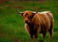 Picture Title - Tha Heelin Coo