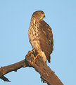 Picture Title - Cooper's Hawk