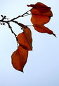 Picture Title - Get autumn