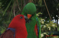 Picture Title - parrots