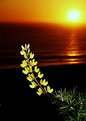 Picture Title - Sunset Beach Lupin