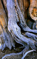 Picture Title - Bristlecone trunk