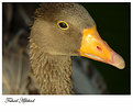 Picture Title - Duck