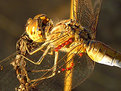 Picture Title - Dragonfly 