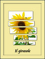 Picture Title - Girasole