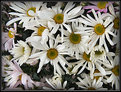 Picture Title - Crazy White Daisies