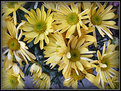 Picture Title - Yellow Crazy Daisies