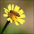 Picture Title - Bee-utiful Dandelion.