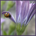 Picture Title - Ladybug.