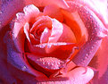 Picture Title - Rose Petal Drops