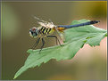 Picture Title - Blue Dasher-male