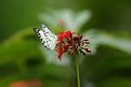 Picture Title - White Butterfly and red Flower