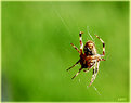 Picture Title - The Web