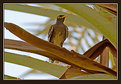 Picture Title - Yellow Beak