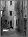 Picture Title - Stray dogs