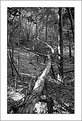 Picture Title - Afternoon in the wood -11-