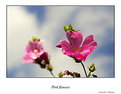 Picture Title - Pink