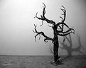 Picture Title - Gnarly Tree