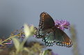 Picture Title - Red-spotted Purple