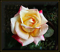 Picture Title - May Double Delight Rose