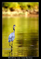 Picture Title - Great Blue Heron