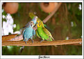 Picture Title - .:My Birds 3:.