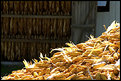 Picture Title - Corn & Tobacco