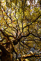 Picture Title - Autumn Canopy