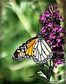 Picture Title - Monarch Profile