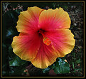 Picture Title - October Hibiscus 2