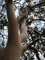 Picture Title - Abstract Arbutus