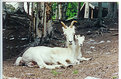 Picture Title - Two Goats 