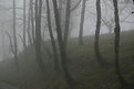 Picture Title - FOG IN  THE FOREST