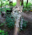 Picture Title - Margay