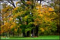 Picture Title - Meeting under the tree