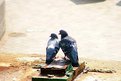 Picture Title - LOVE BIRDS?